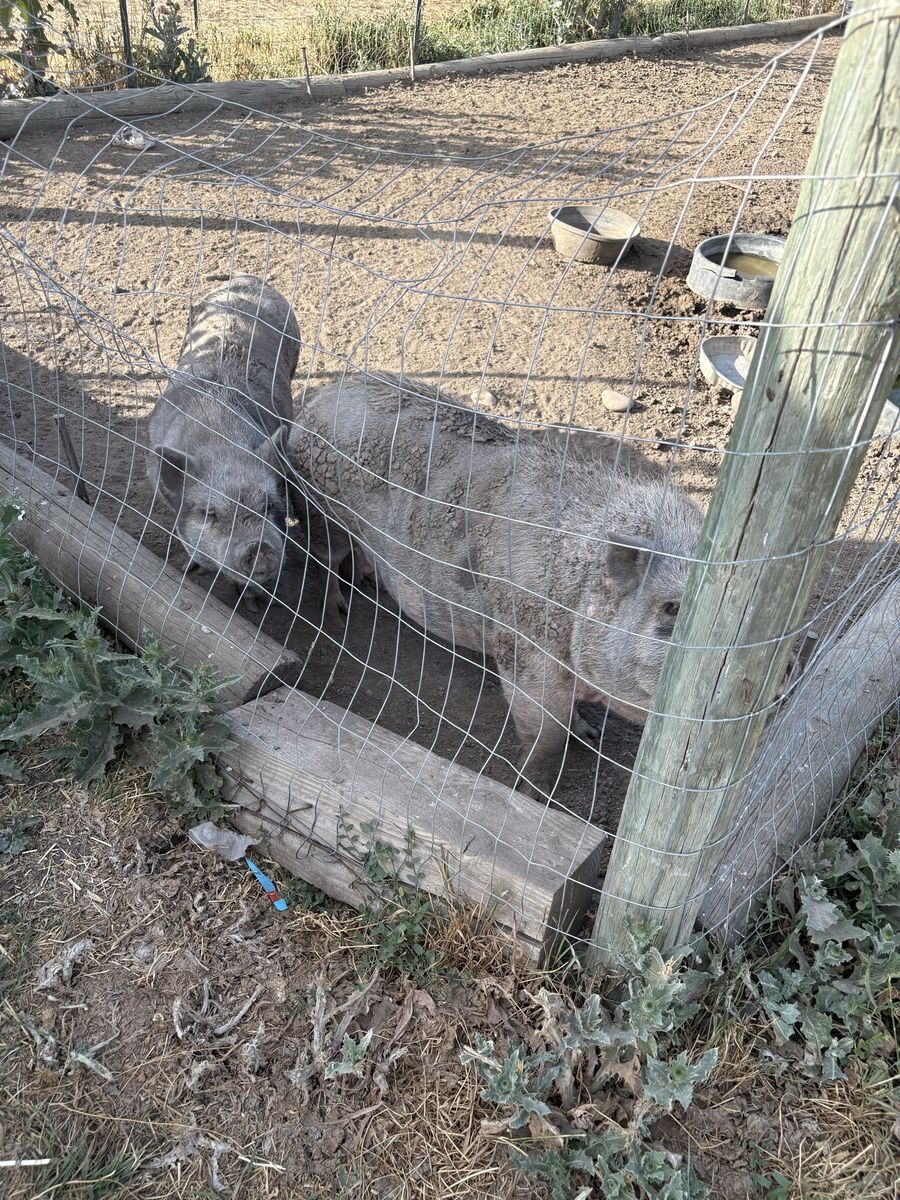 Free pigs
