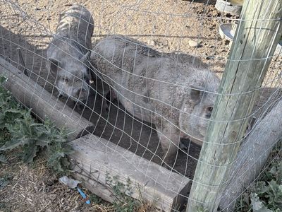 Free pigs