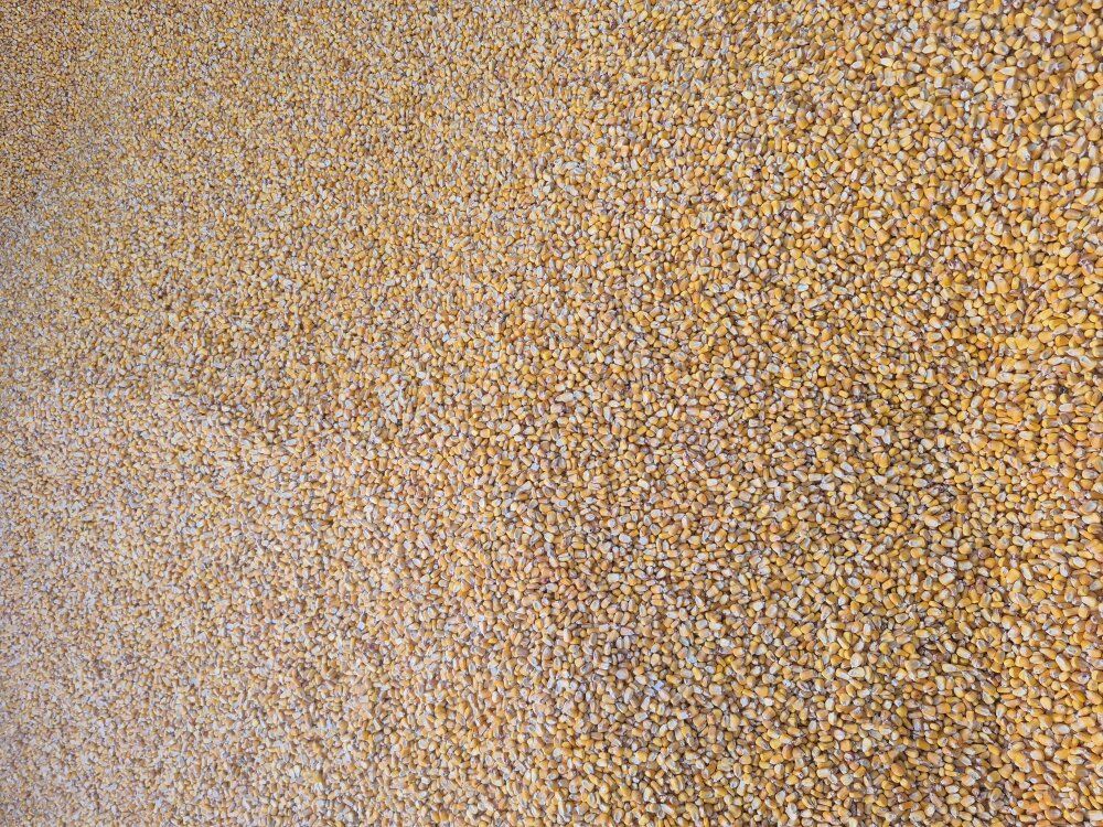 Bulk Corn