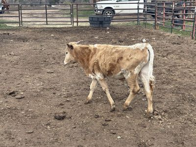 Fresh Steers