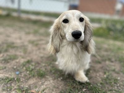 Dachshund STUD