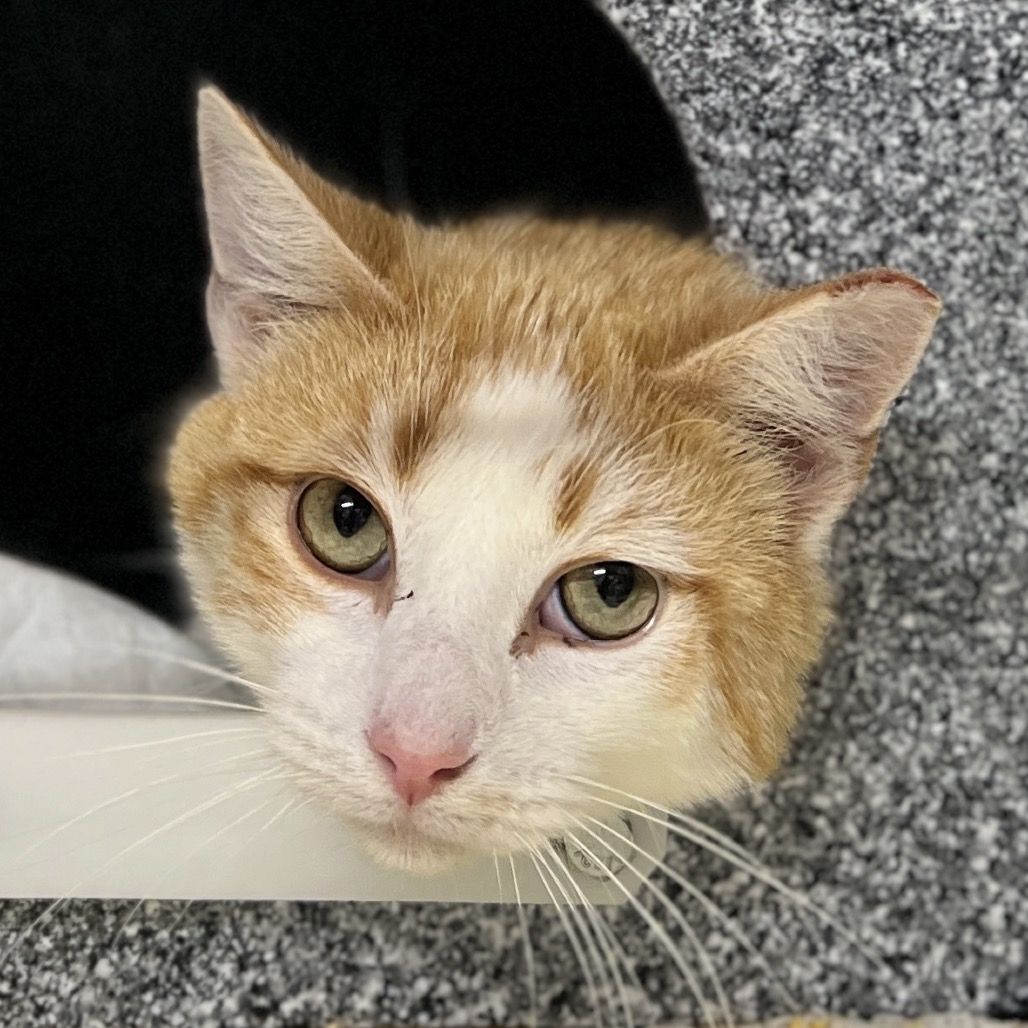 Hello my name is Mushroom