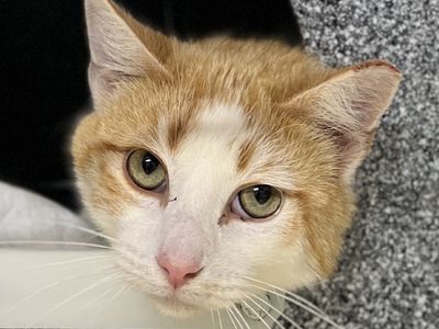 Hello my name is Mushroom