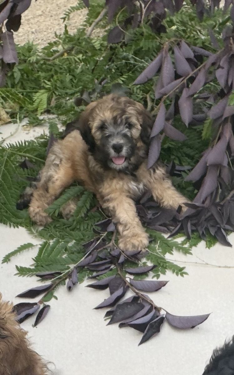 non-shedding bernadoodle cockapoo mixed breed