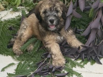 non-shedding bernadoodle cockapoo mixed breed