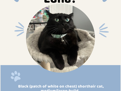 LOST CAT