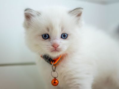 PUREBRED RAGDOLLS