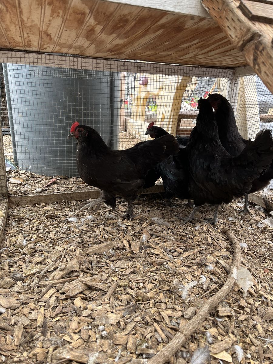 Ayam Cemani and More