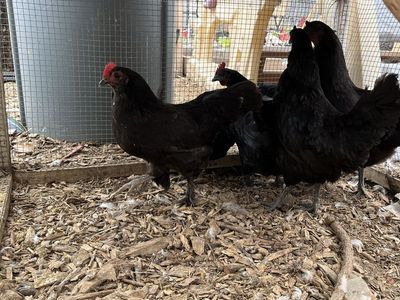 Ayam Cemani and More