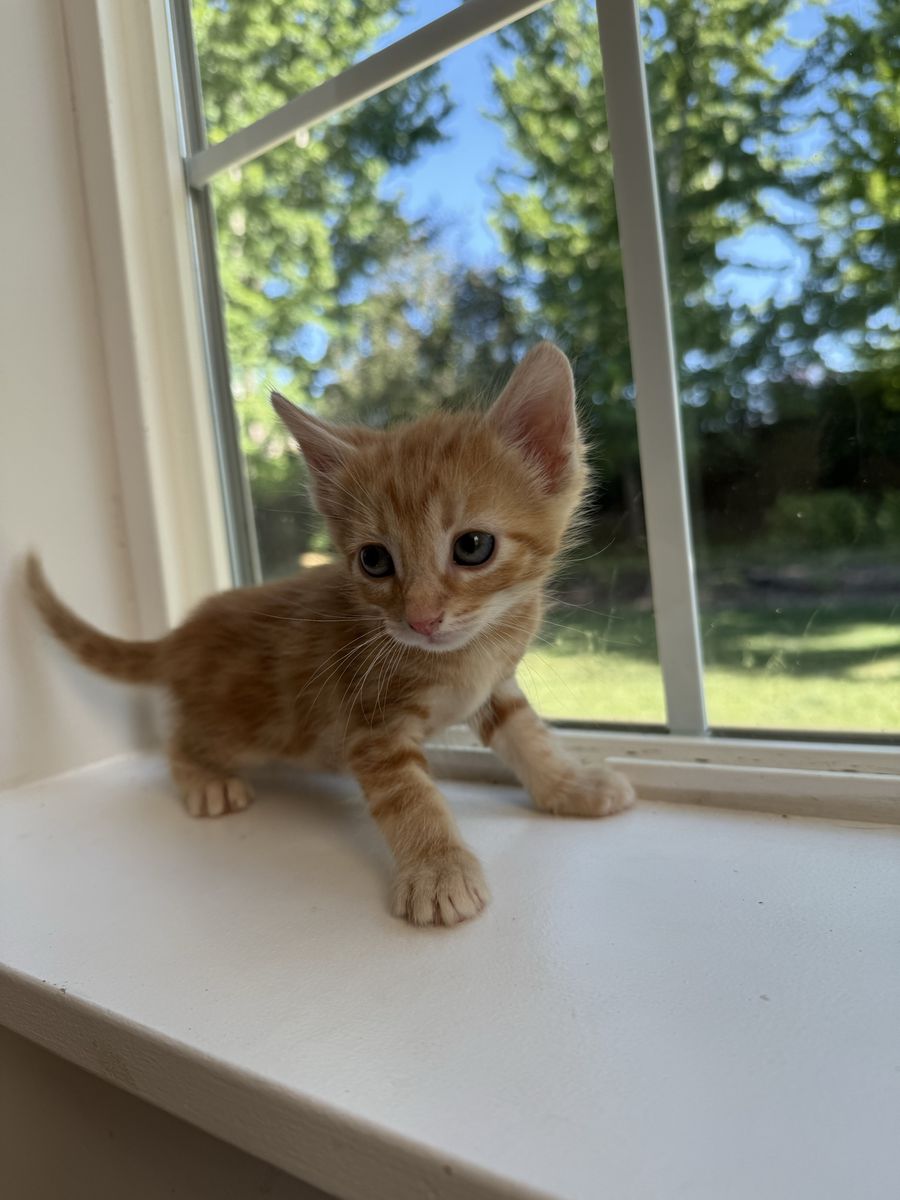 Kittens
