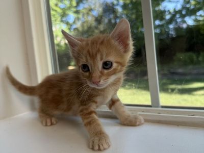 Kittens