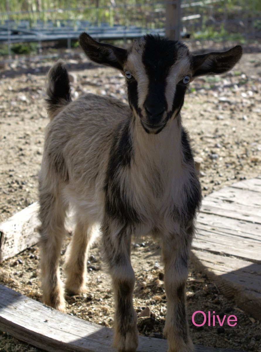 Nigerian dwarf goats