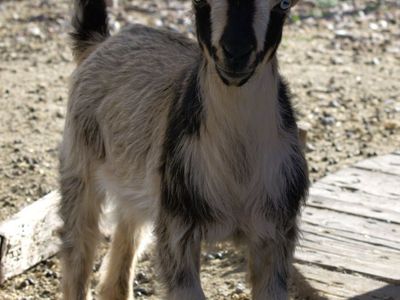 Nigerian dwarf goats