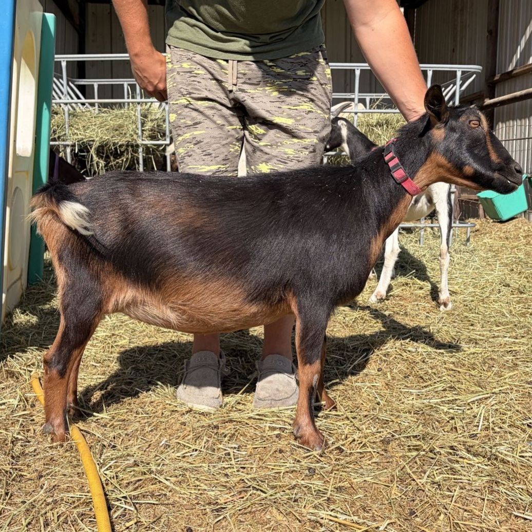 ADGA Purebred Nigerian Dwarf Doe + Unborn Kids *NOALL’S ARK genetics*