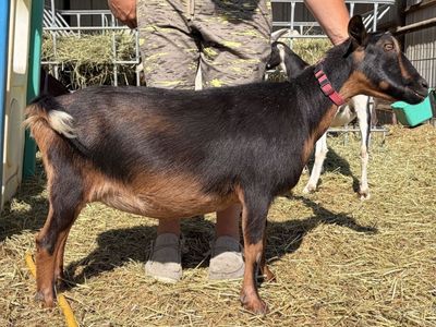 ADGA Purebred Nigerian Dwarf Doe + Unborn Kids *NOALL’S ARK genetics*