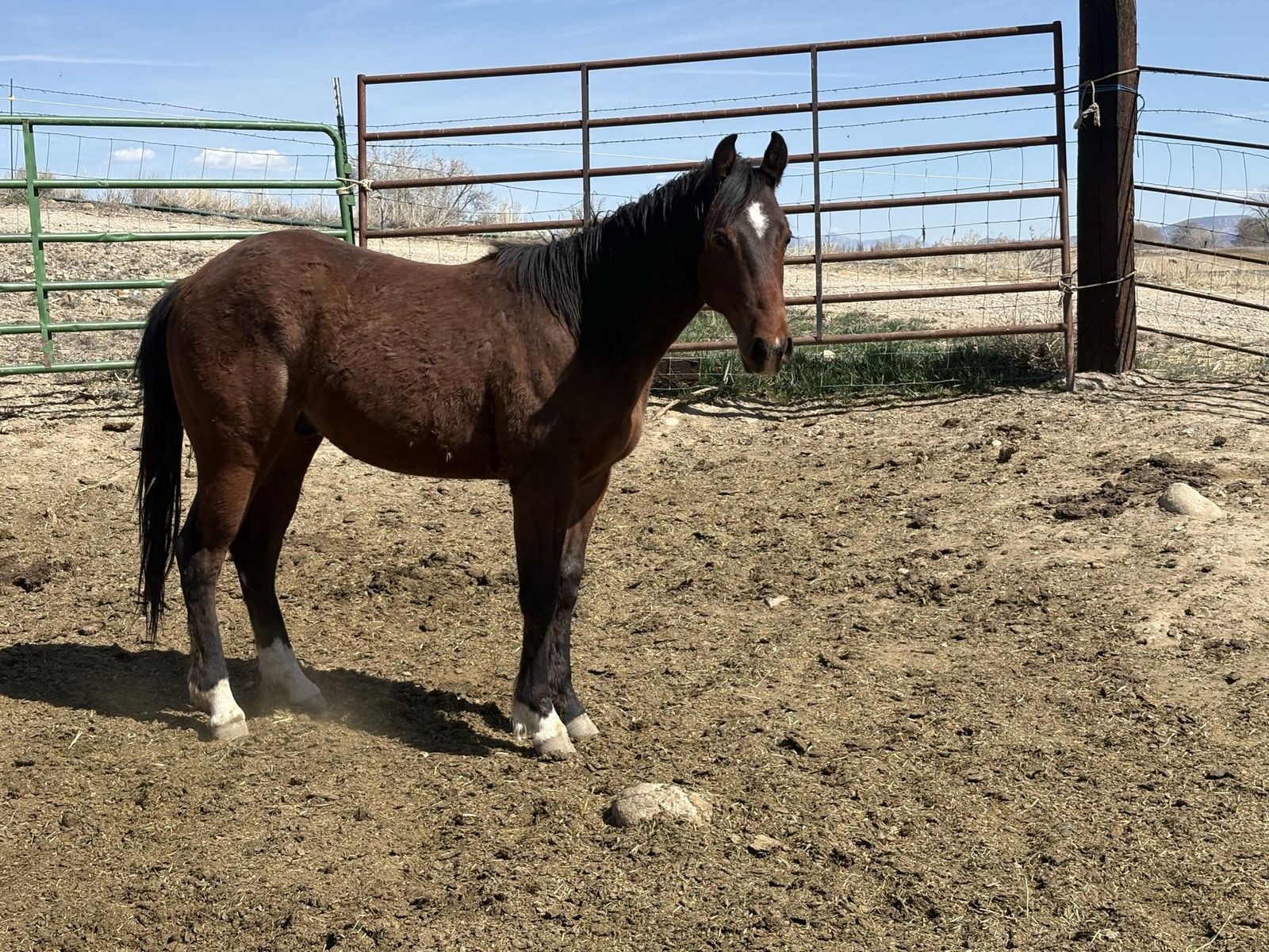 2 Year Old Gelding
