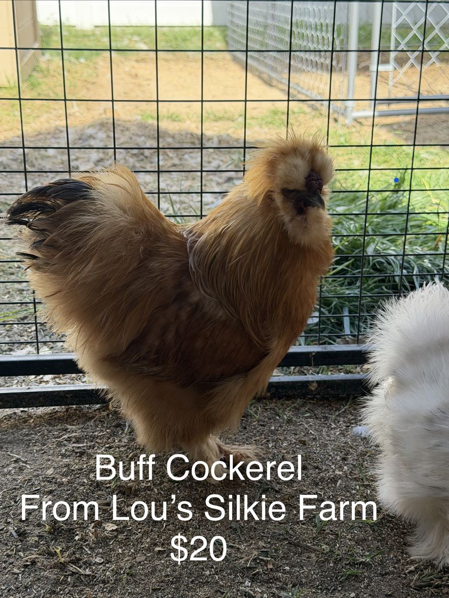 Silkie Cockerels