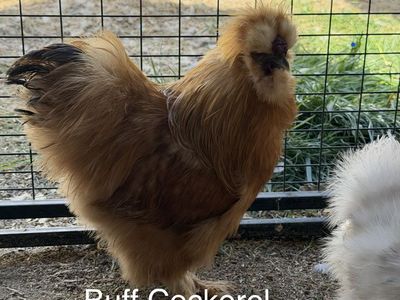 Silkie Cockerels