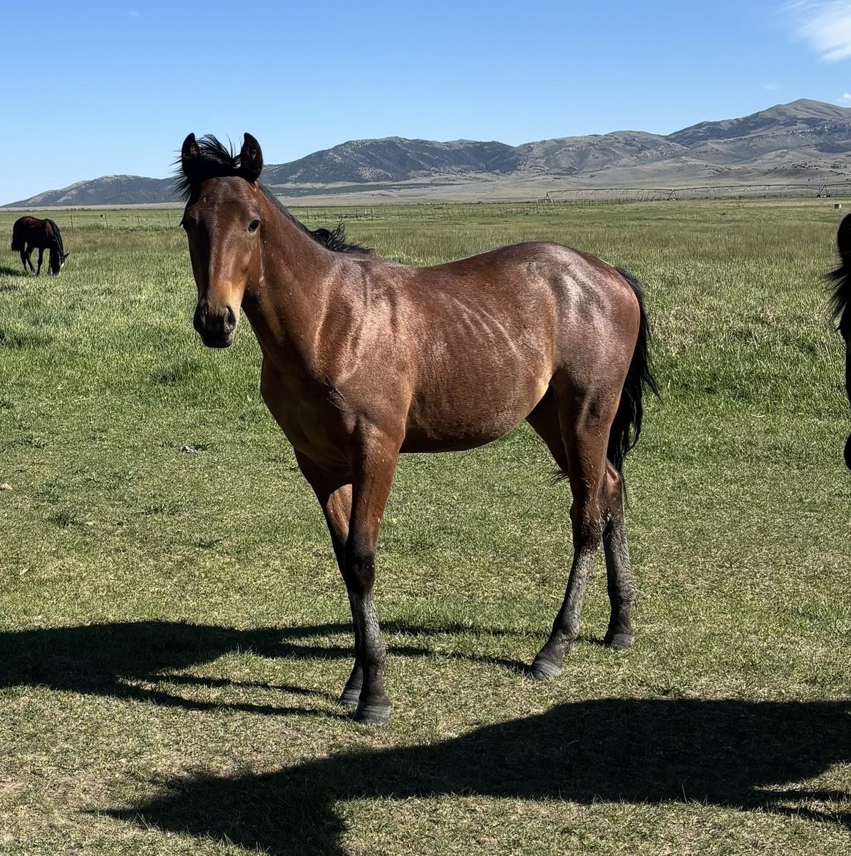 Bay Roan AQHA registered Gelding