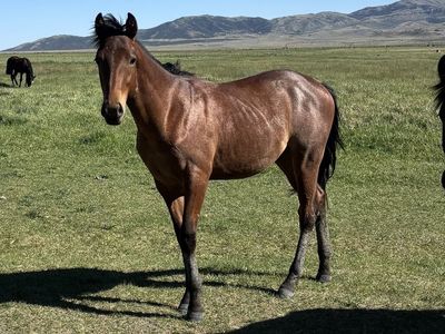 Bay Roan AQHA registered Gelding