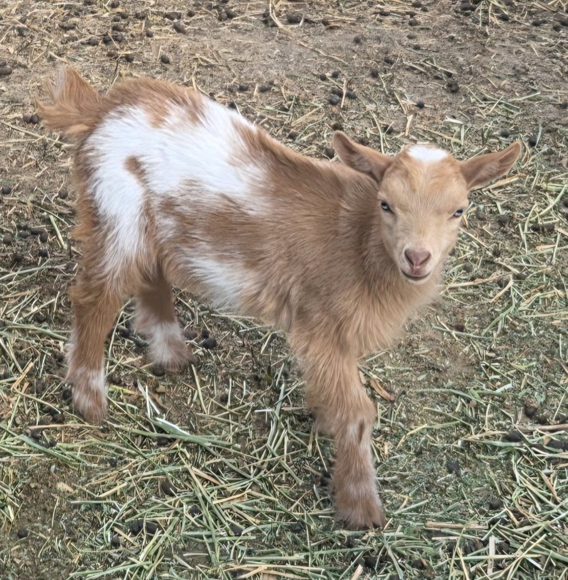 Naturally Polled Nigerian Dwarf Mix Ready now!
