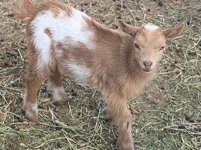 Naturally Polled Nigerian Dwarf Mix Ready now!