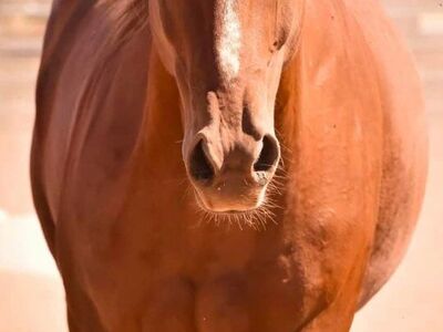 2017 All Around Gelding