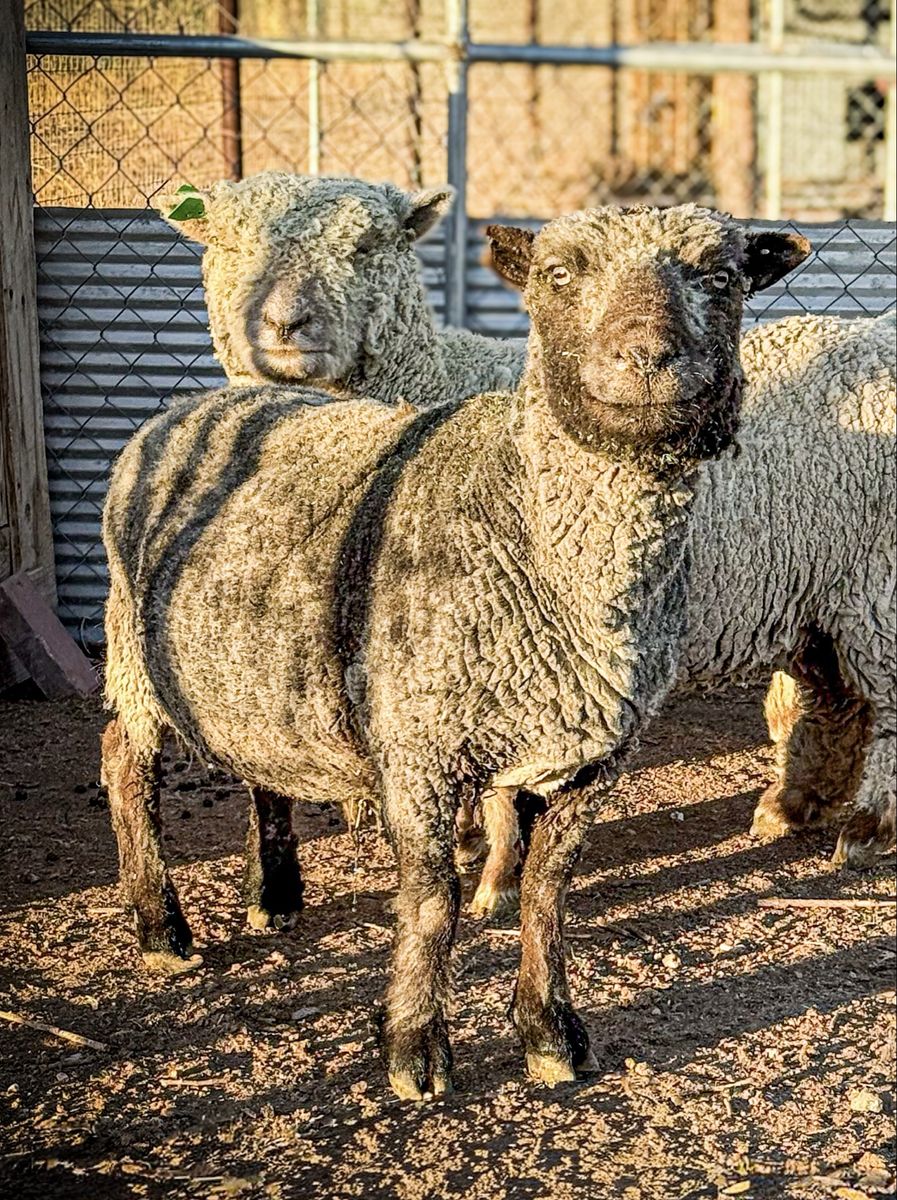 Babydoll Breeding Pair