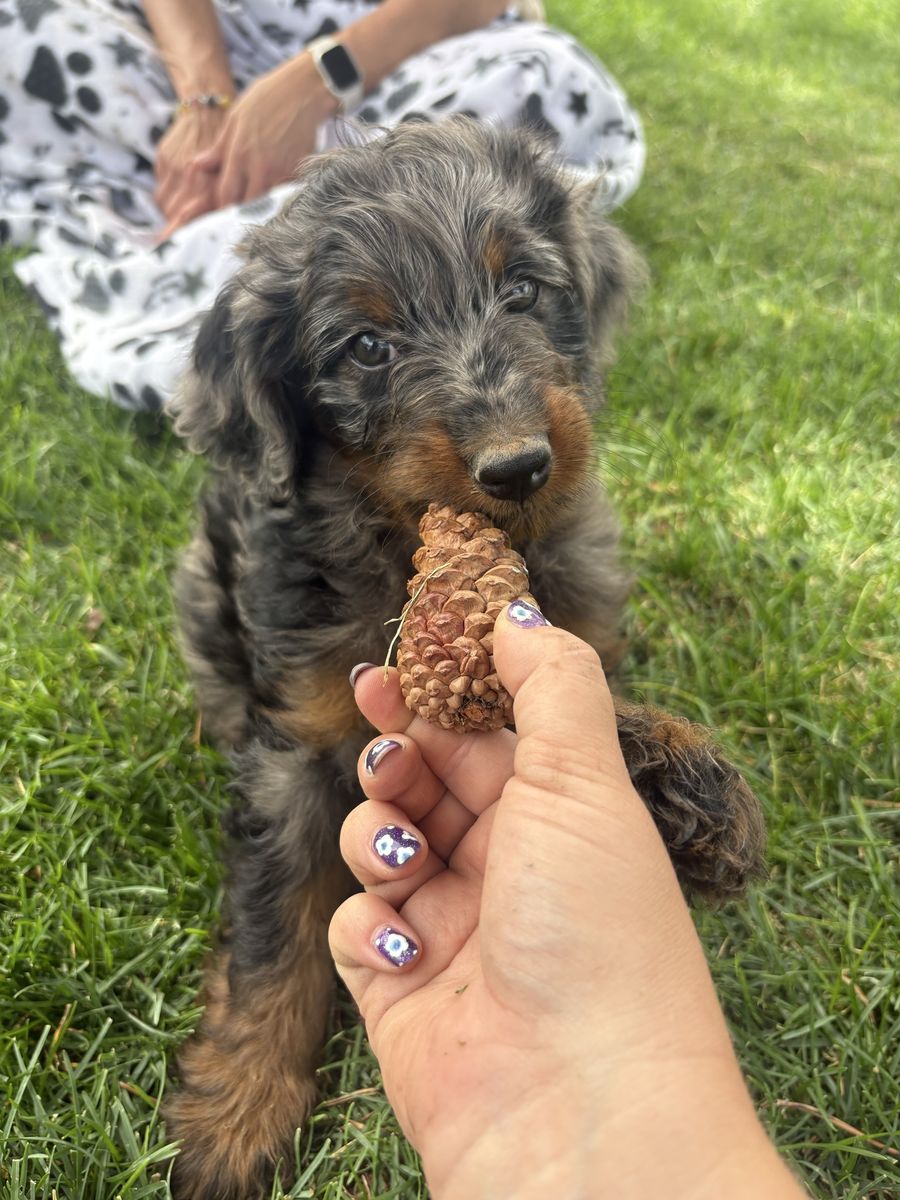 Genetically tested Bernedoodle Female Puppy