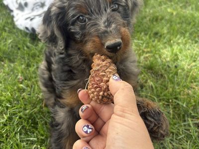 Genetically tested Bernedoodle Female Puppy