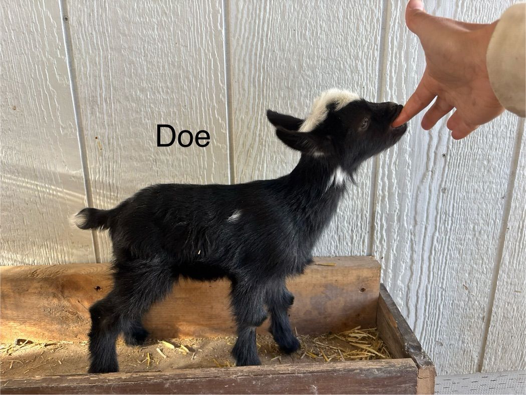 Registered Doe Nigerian Dwarf Goats