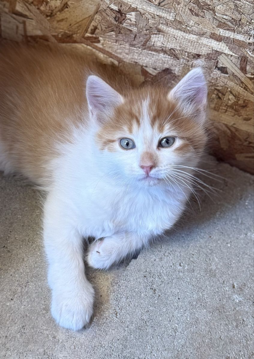🧡🤍Ready Now!! Long Haired Orange and White Kittens