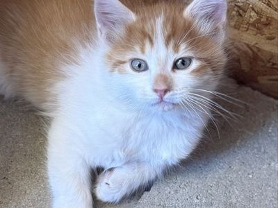🧡🤍Ready Now!! Long Haired Orange and White Kittens