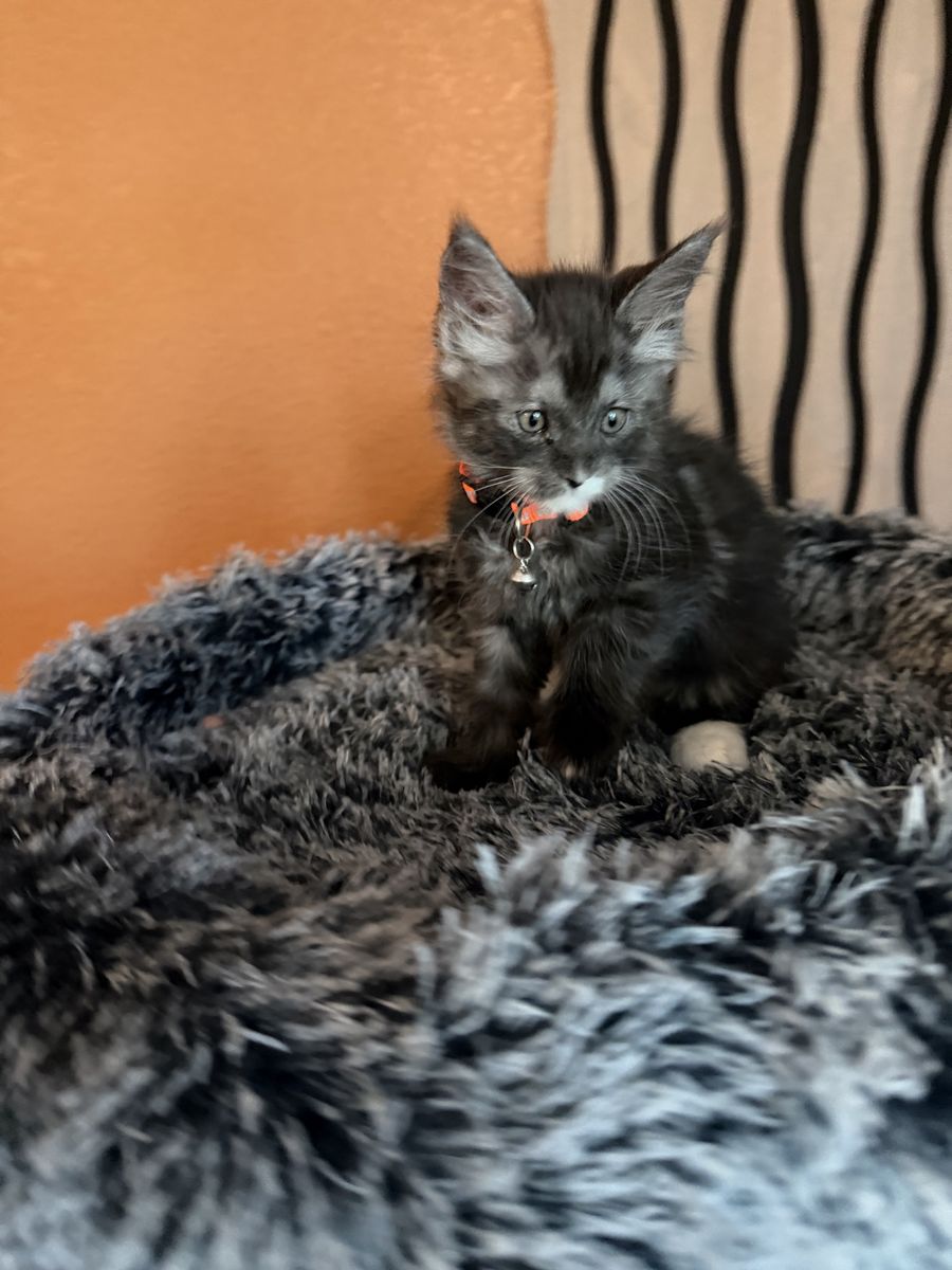 Maine Coon Kitten - Female Smoky Coat