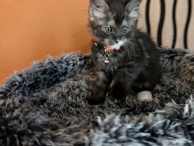 Maine Coon Kitten - Female Smoky Coat
