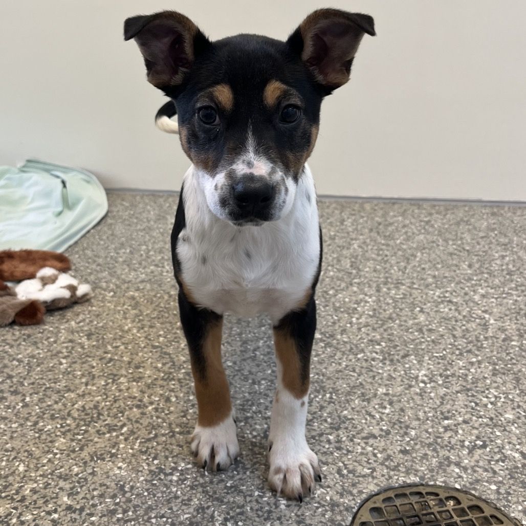 Hello my name is Noble