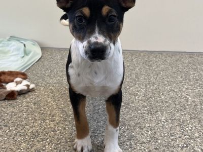 Hello my name is Noble