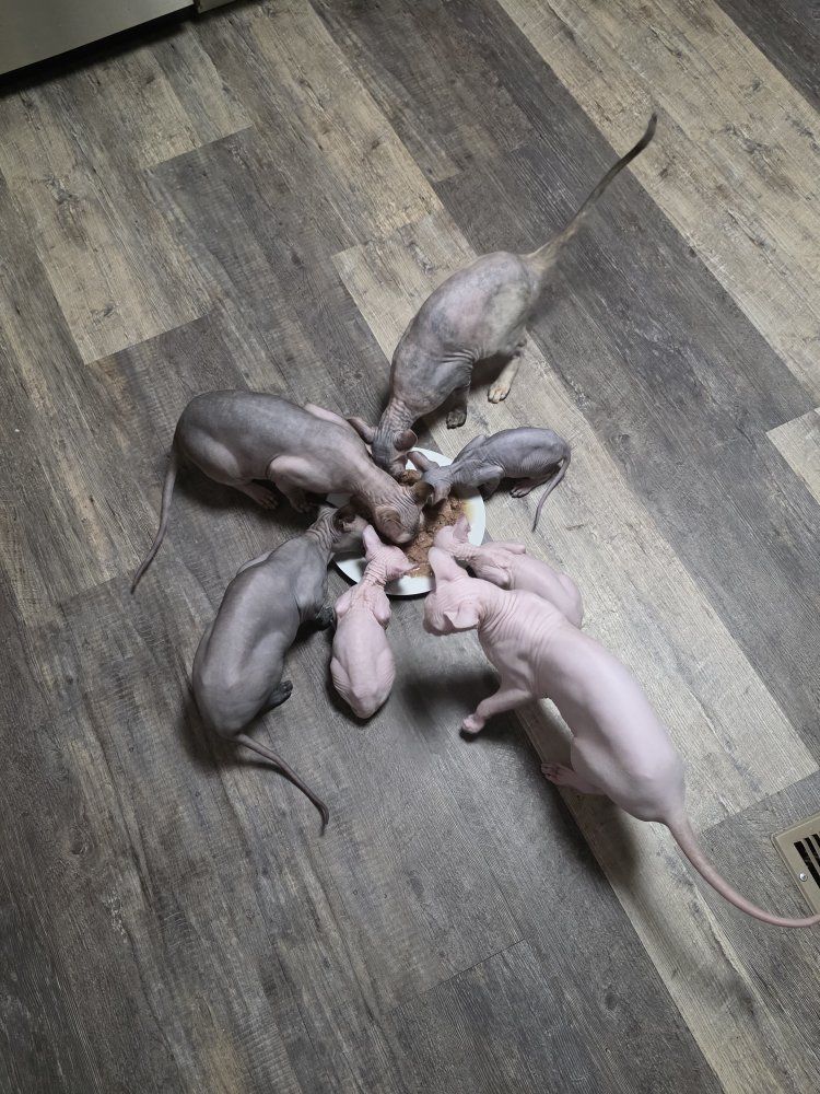 Sphynx kittens