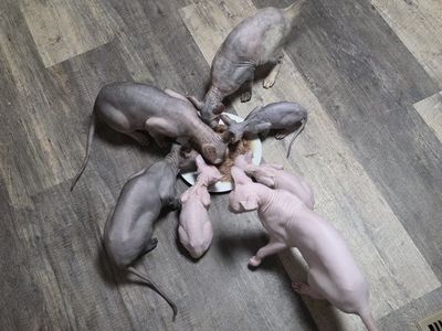 Sphynx kittens