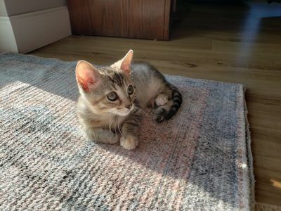 Hypoallergenic Bengal Kittens
