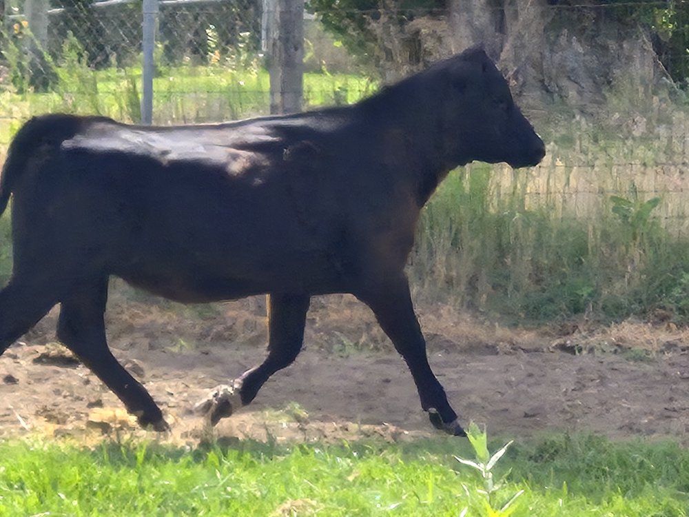 year old heifer