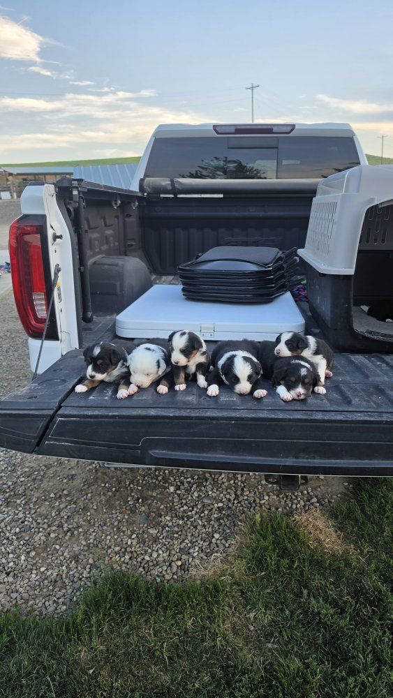 Mini Border Aussie Puppies