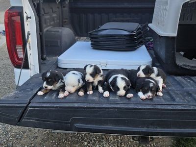 Mini Border Aussie Puppies