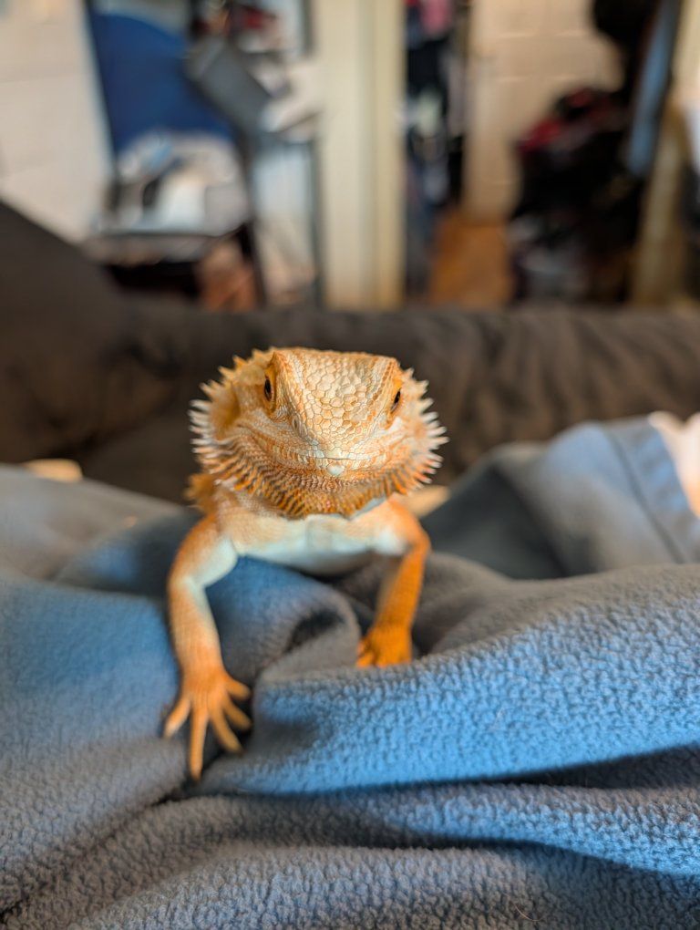 Spike bearded dragon girl 10 months old