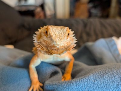 Spike bearded dragon girl 10 months old