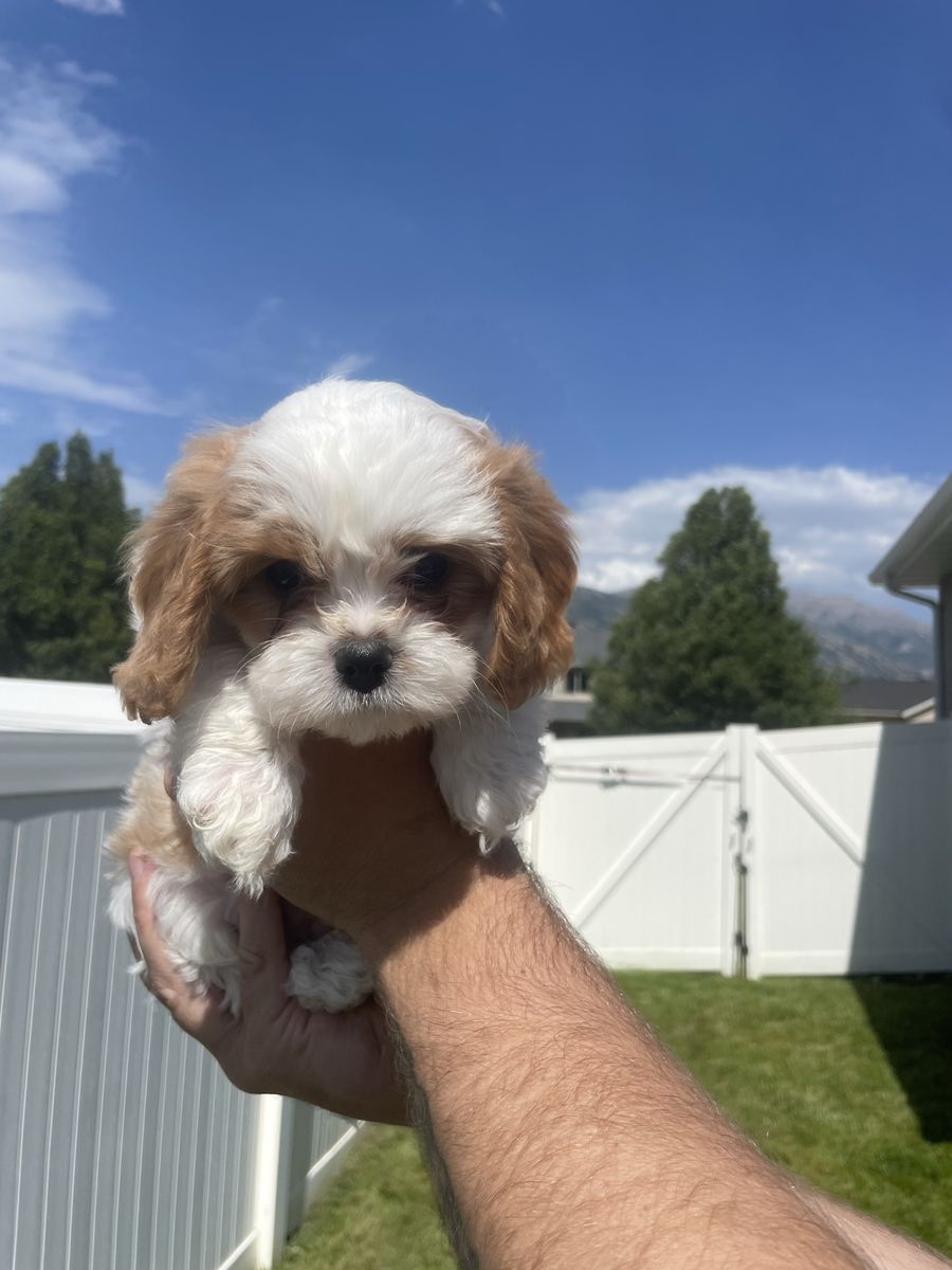 Cavapoo puppies!!