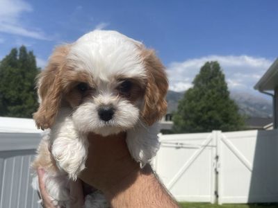 Cavapoo puppies!!