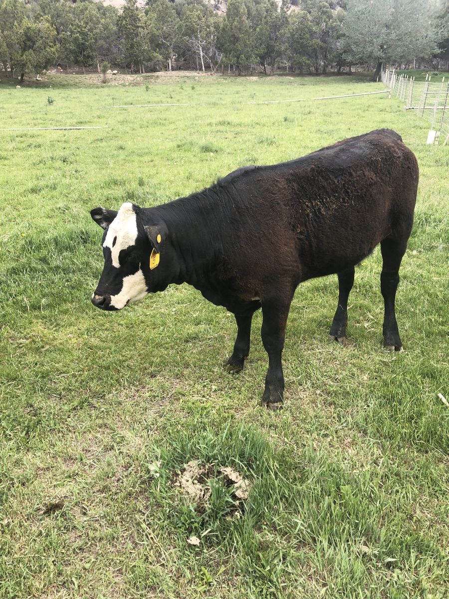 Beef heifer