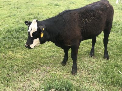 Beef heifer