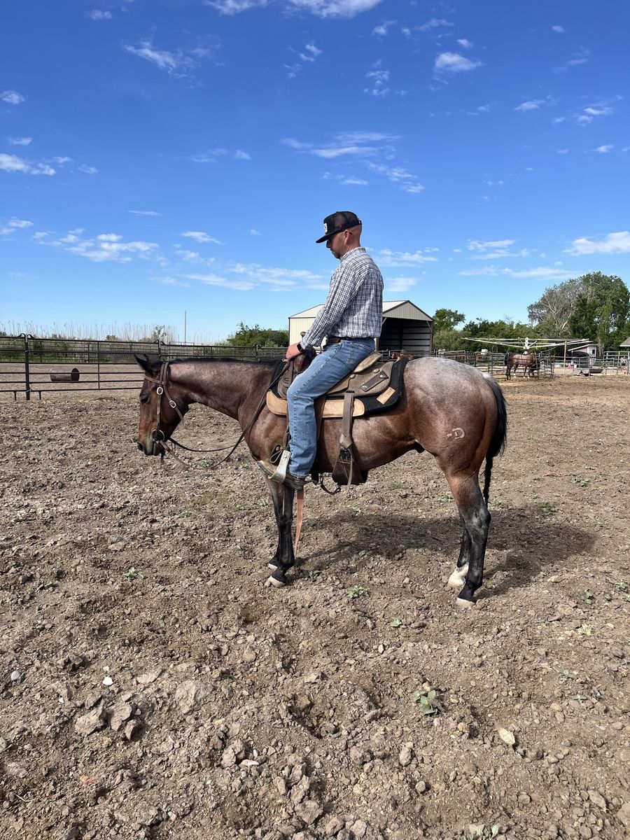 2 - Year Old Bay Roan Gelding